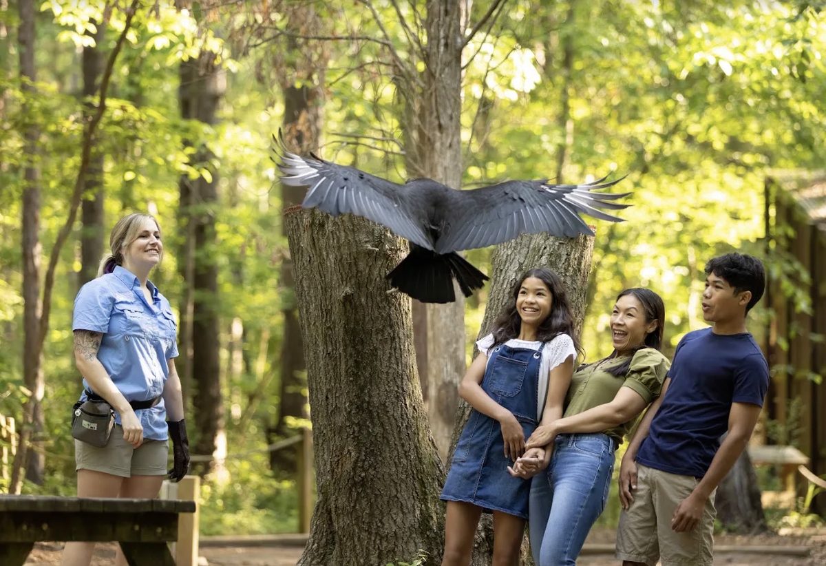 Bald eagle in an enclosure on the Raptor Trail at Carolina Raptor Center in Huntersville, NC